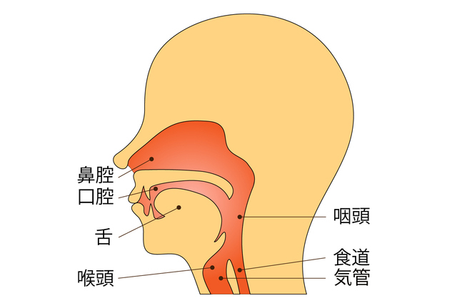 鼻腔・口腔・咽頭の位置を示す断面図 - 銀座リリース整体院
