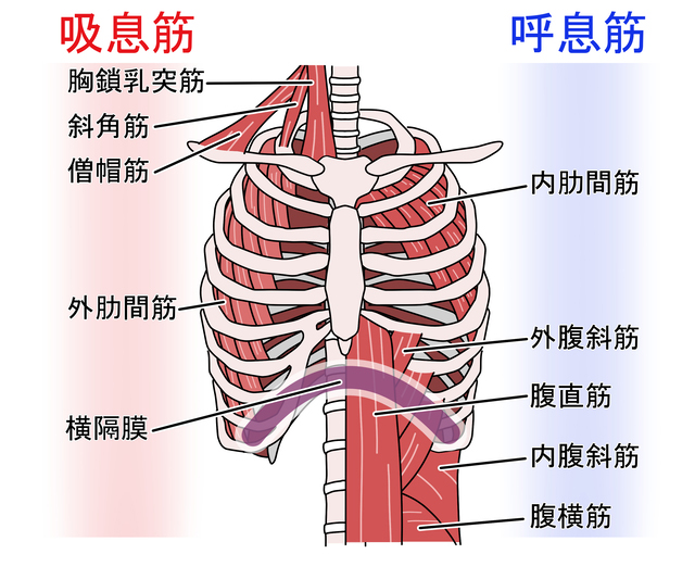 吸息筋・呼息筋・横隔膜など発声を支える呼吸筋のイラスト - 銀座リリース整体院